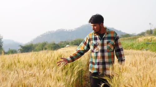 Male farmer checking yellow wheat organic in his farm