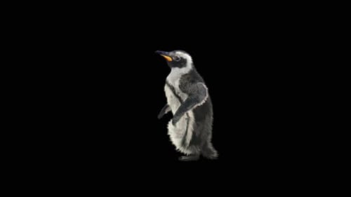 Realistic Baby Penguin Walking Animation