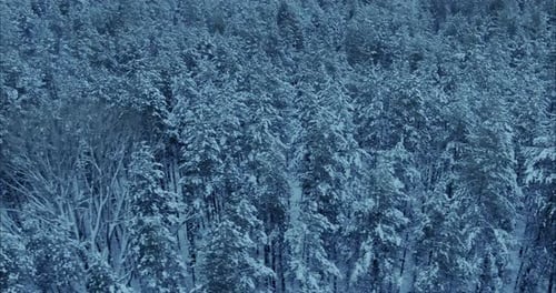 Copter Flies Over the Winter Forest Tall Pines are Covered with Snow