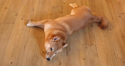 Relaxed Shiba Inu Dog Lying on Floor