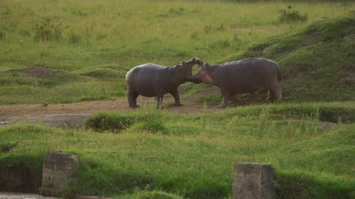 Two hippos fighting
