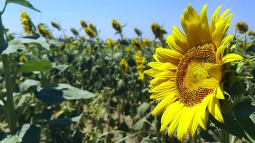 Beautiful Natural Plant Sunflower In Sunflower Field In Sunny Day 54