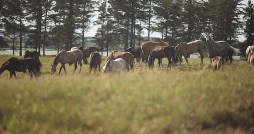 Wild Horses Grazing In Summer Meadow