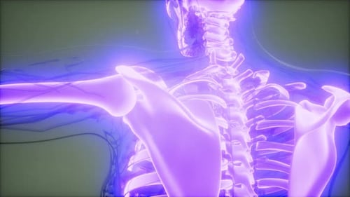 Glowing 3D Human Skeleton Anatomy Scan Animation