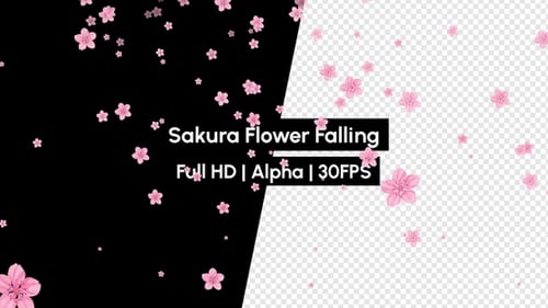 Flor de Sakura en flor cayendo con alfa