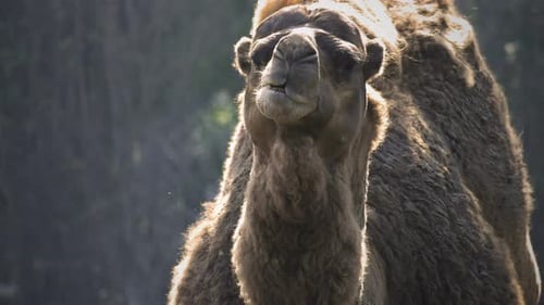 Säugetier, Tier, Kamel