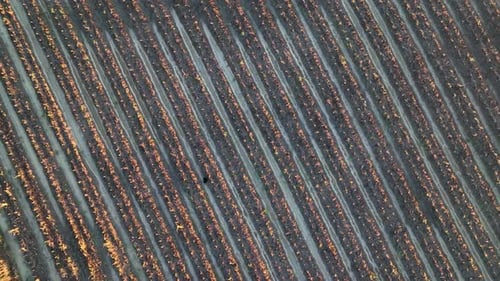Farmhintergrund-Textur