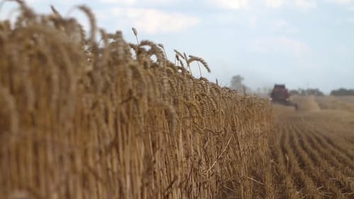 Red Harvester Reaps a Large Field of Wheat