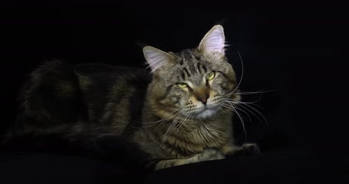 Brown Blotched Tabby Maine Coon Domestic Cat, Male laying against Black Background