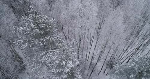 Winter Landscape Forest