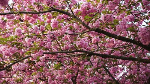 Pink Cherry Blossom Tree Gently Panning
