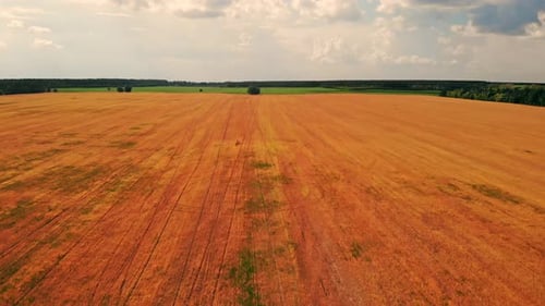 Aerial View on Wheat Field After Harvest