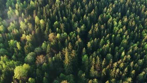 Aerial Cinematic View Flight Over Green Forest on Summer Sunny Day