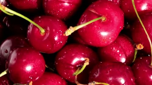 Fresh Red Cherries Pile Close Up