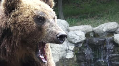 Close Up of a Brown Bear at the Zoo