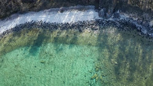 Colony of Seal Lying on Coast and Swim Float in Clear Blue Water
