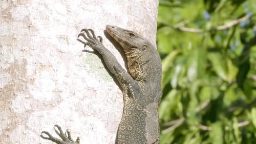 Le lézard moniteur endormi grimpe et s'accroche à l'arbre verticalement