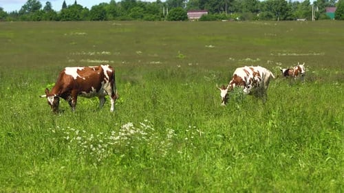 Cows Grazing Peacefully in Green Field on Sunny Day