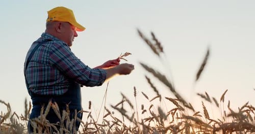 The Farmer Inspects the Harvest in the Wheat Field