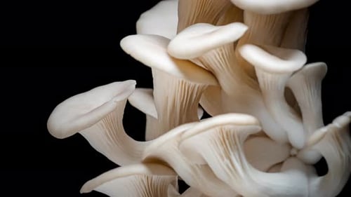 Close Up of Oyster Mushrooms on Black Background