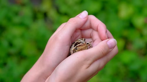 Frosch in den Händen der Frau