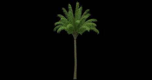 Animated Palm Tree with Swaying Leaves on Alpha Channel