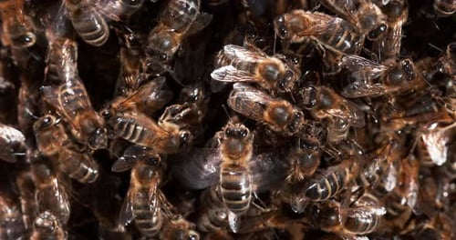 |European Honey Bee, apis mellifera, Black Bees on a wild Ray, Bee Hive in Normandy, Real Time 4K