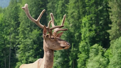 Deer Head with Big Horns Close Up