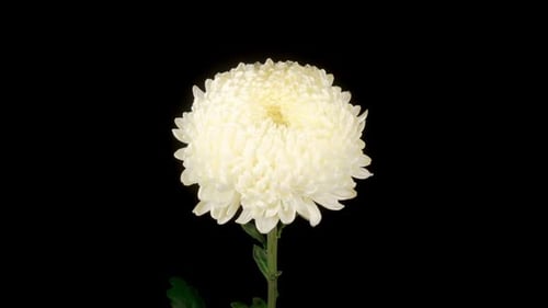 Close Up of White Flower on Black Background
