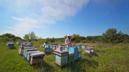 Beekeeper inspects bees in wooden hive