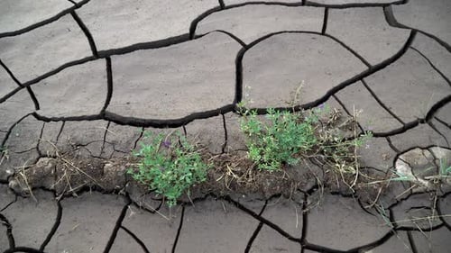 Cracked Earth with Green Plants Growing Through