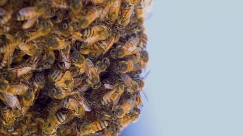 Bees Hive Slow Motion