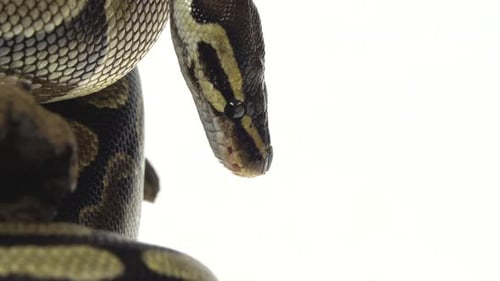 Royal Python o Python Regius sobre un obstáculo de madera en el estudio sobre un fondo blanco. De cerca