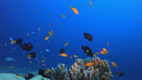 Underwater Fish and Coral Garden