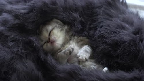 Adorable Kitten Sleeping Peacefully in Furry Bed