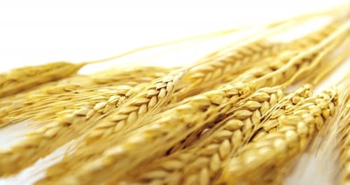 Wheat grains arranged on white background