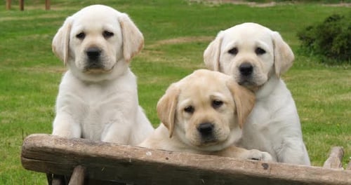 Labrador Retriever, Yellow Puppies in a Wheelbarrow, Yawning, Normandy in France, Slow Motion 4K