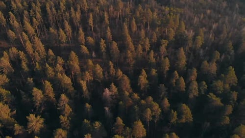 A View on Morning Landscape of the Forest