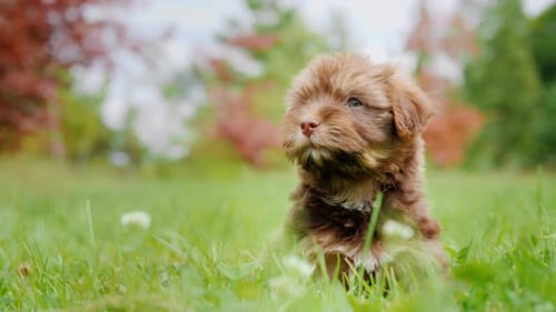 Cute Little Puppy Sitting on a Green Lawn