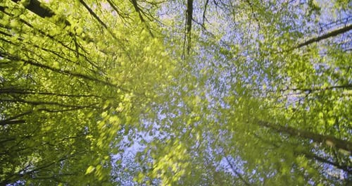 Gimbal Tilted-Upward Shot of Beautiful Tall Trees and Blue Sky in the Forest