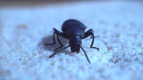 Dunkelkäfer, Tenebrionidae, ernährt sich von Brot. Der erwachsene Käfer und seine Larven, Mehlwürmer, können