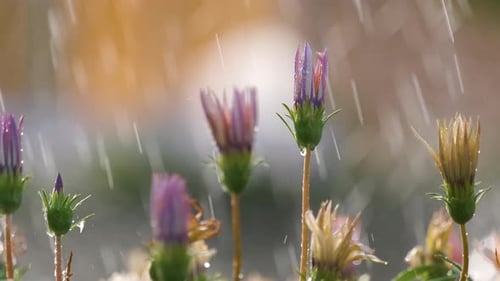 Closeup of rain droplets falling down on colorful flowers in summer garden.