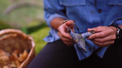 Cropped unrecognizable woman with indigo milk cap mushroom in forest