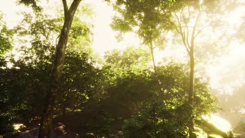 Sunlight Streaming Through a Green Forest Landscape