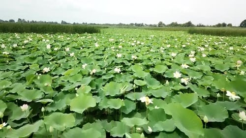 Lake of Lotuses. Pink Lotuses in the Water, Aerial View.