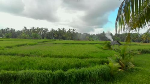 Beautiful Aerial Shot of a Green Rice Field Surrounded with Palm Trees