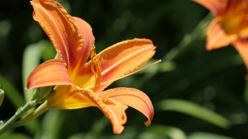 Hemerocallis fulva flower in the garden 4K 2160p 30fps UltraHD footage - Orange day-lily plant close