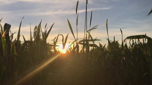 Grasses Glow in the Morning Sun