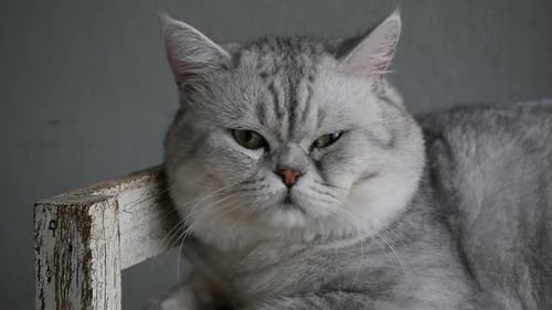 Gray Cat Lying Down Indoors in Close Up