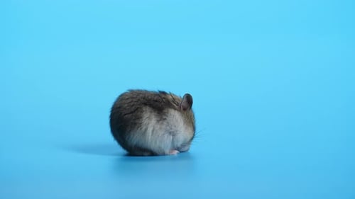 Resting Hamster on Blue Background